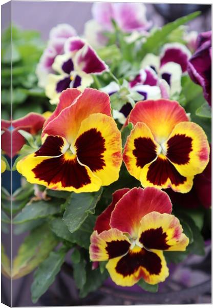 Bright violas bloom in the garden. A close up of a flower Canvas Print by Karina Osipova