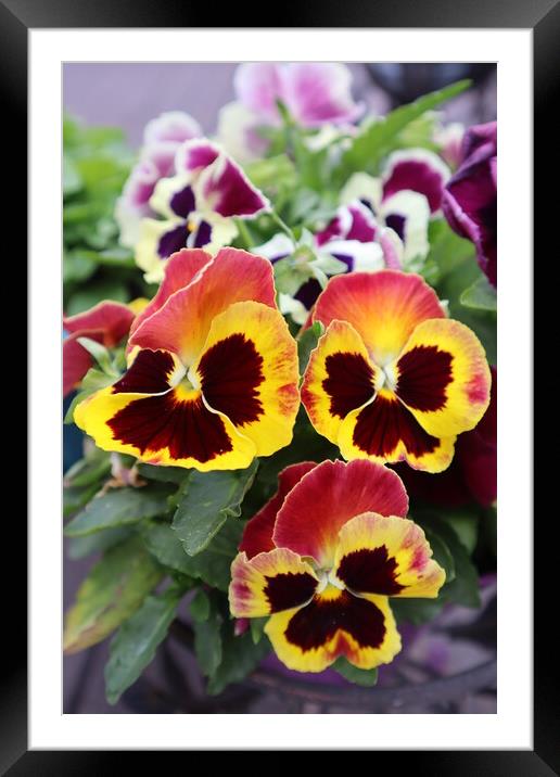 Bright violas bloom in the garden. A close up of a flower Framed Mounted Print by Karina Osipova