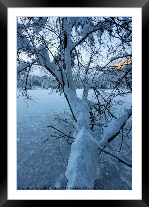 a snowy trunk Framed Mounted Print by Sergio Delle Vedove