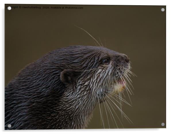 Asian Short Clawed Otter Acrylic by rawshutterbug 