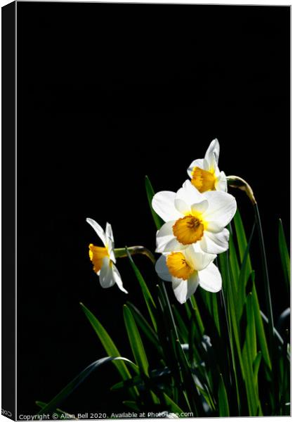 Daffodil Actaea Narcissus Canvas Print by Allan Bell