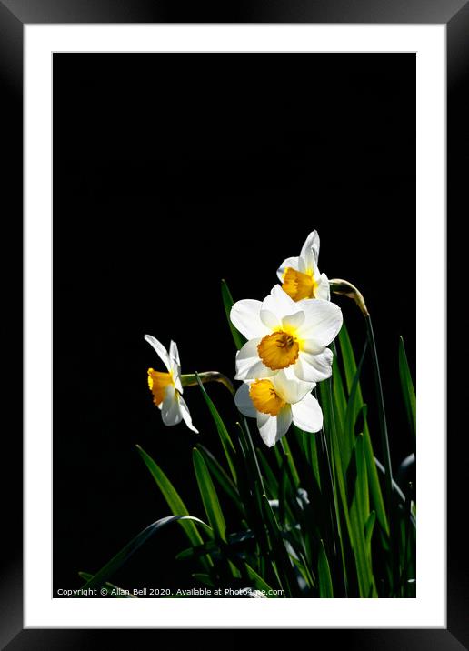 Daffodil Actaea Narcissus Framed Mounted Print by Allan Bell