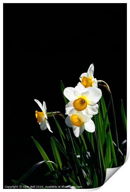 Daffodil Actaea Narcissus Print by Allan Bell
