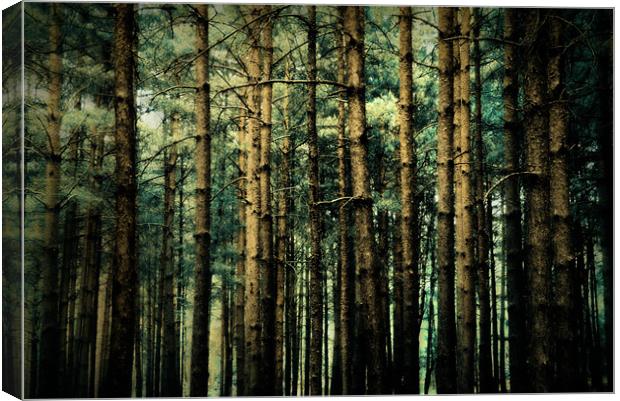 through the woods Canvas Print by Heather Newton