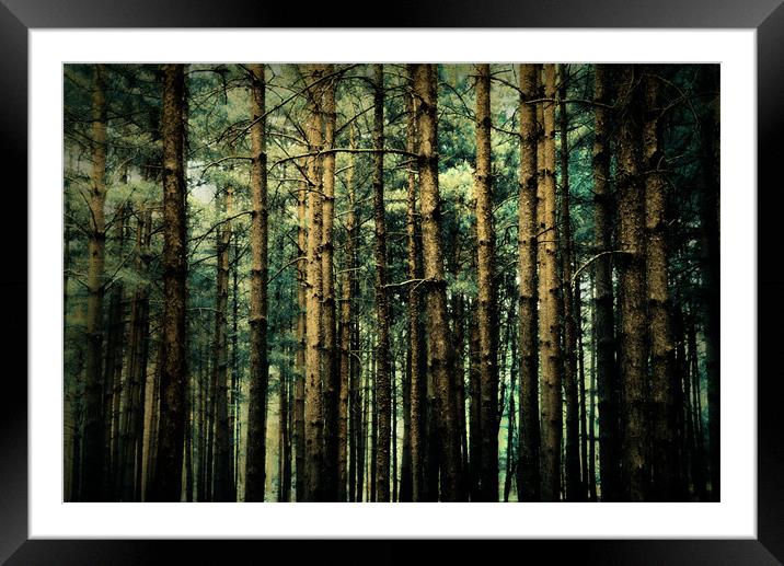 through the woods Framed Mounted Print by Heather Newton