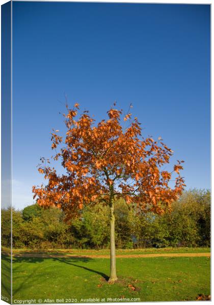 Young Oak Tree in Autumn Canvas Print by Allan Bell