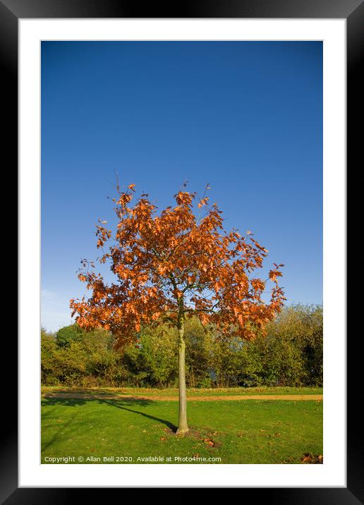 Young Oak Tree in Autumn Framed Mounted Print by Allan Bell