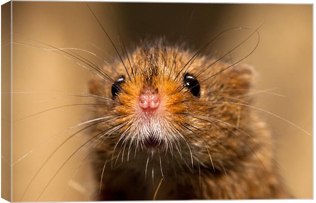 Harvest Mouse Close Up Canvas Print by David Blake
