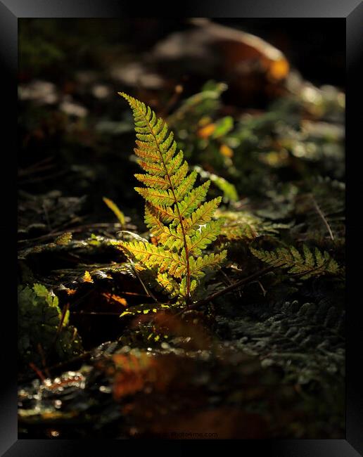 Sunlit Christmas  fern Framed Print by Simon Johnson