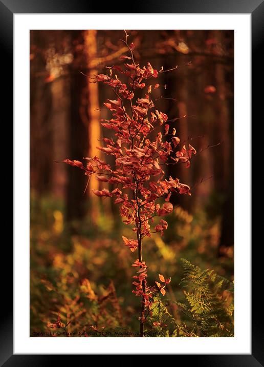 WEind blown sunlit beech leaves Snowshill Woods Cotswolds Gloucestershire  Framed Mounted Print by Simon Johnson