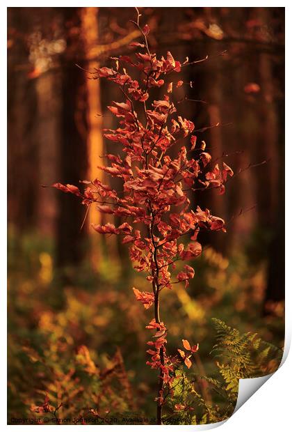 WEind blown sunlit beech leaves Snowshill Woods Cotswolds Gloucestershire  Print by Simon Johnson