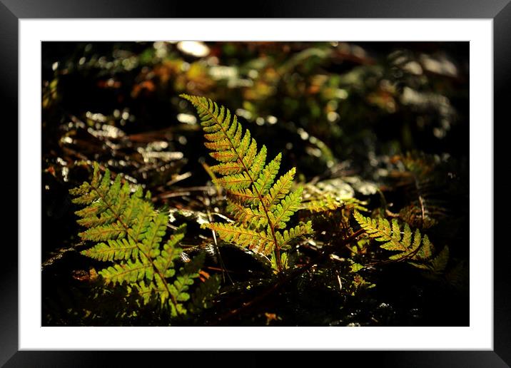 sunlit ferns Framed Mounted Print by Simon Johnson