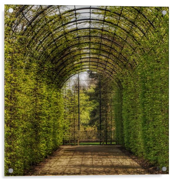 Alnwick Gardens Arbor  Acrylic by Jacqui Farrell