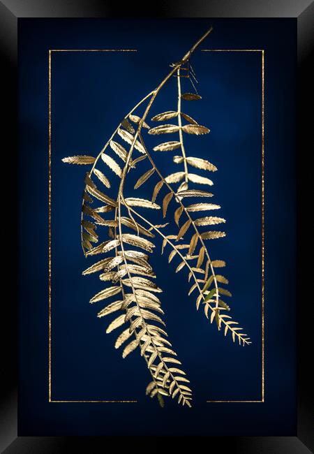 Golden Pepper Tree Framed Print by Steffen Gierok-Latniak