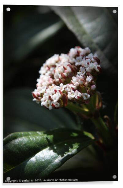 Viburnum davidii, tiny white flowers Acrylic by Imladris 
