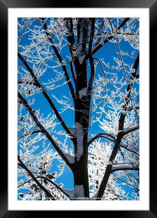 branches of snow-covered trees Framed Mounted Print by Sergio Delle Vedove