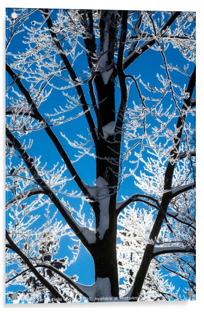 branches of snow-covered trees Acrylic by Sergio Delle Vedove