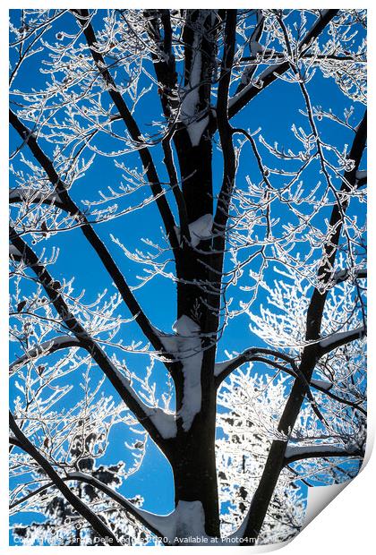 branches of snow-covered trees Print by Sergio Delle Vedove