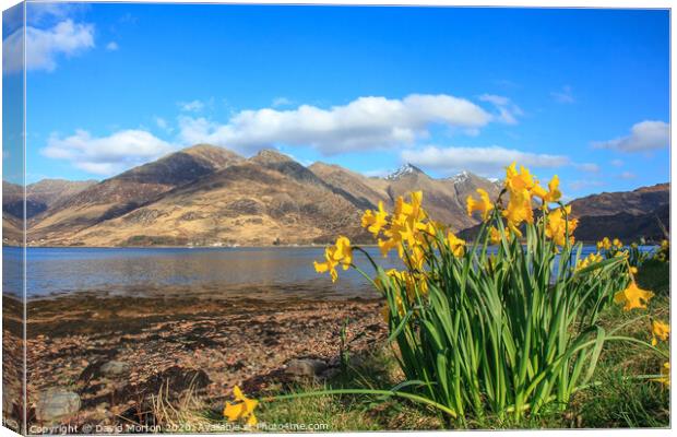 Five Sisters of Kintail  across Loch Duich with Daffodils Canvas Print by David Morton