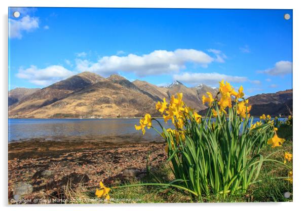 Five Sisters of Kintail  across Loch Duich with Daffodils Acrylic by David Morton