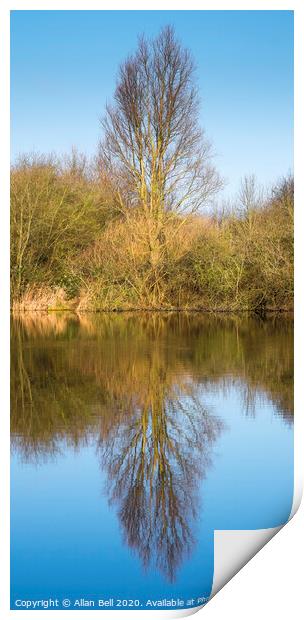 Tree Reflection in Lake Print by Allan Bell