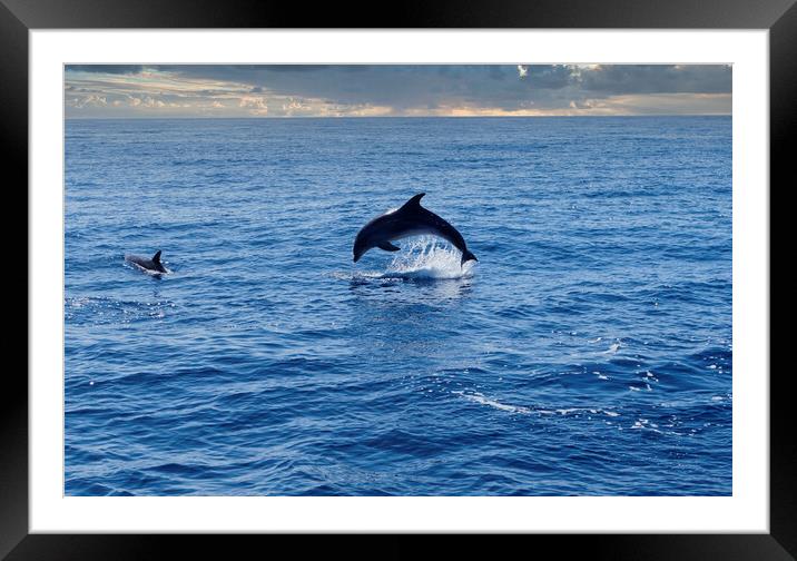 Dolphins  Framed Mounted Print by Hectar Alun Media