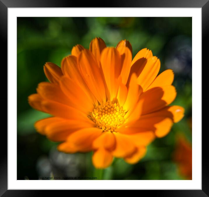 Pot Marigold Framed Mounted Print by Jacqui Farrell