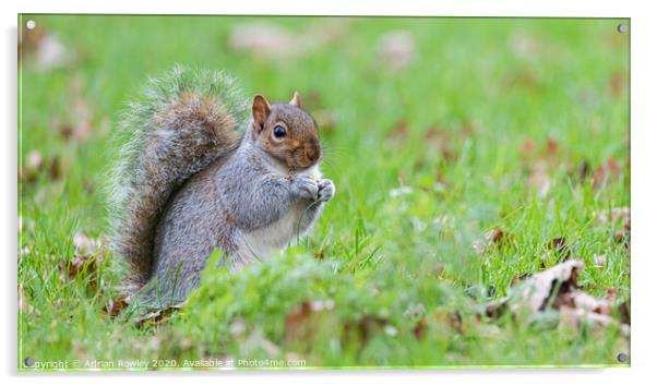 Kent's Playful Grey Squirrel  Acrylic by Adrian Rowley