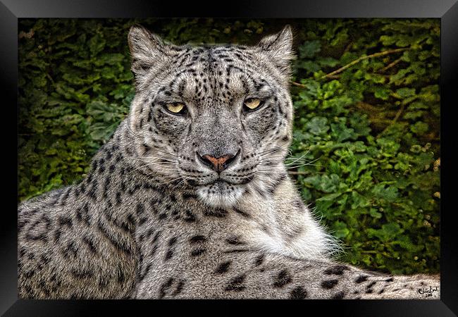 Snow Leopard Framed Print by Chris Lord
