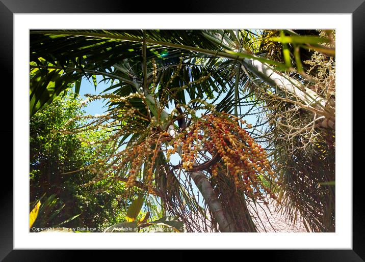 Areca Palm Fruits Framed Mounted Print by Jenny Rainbow