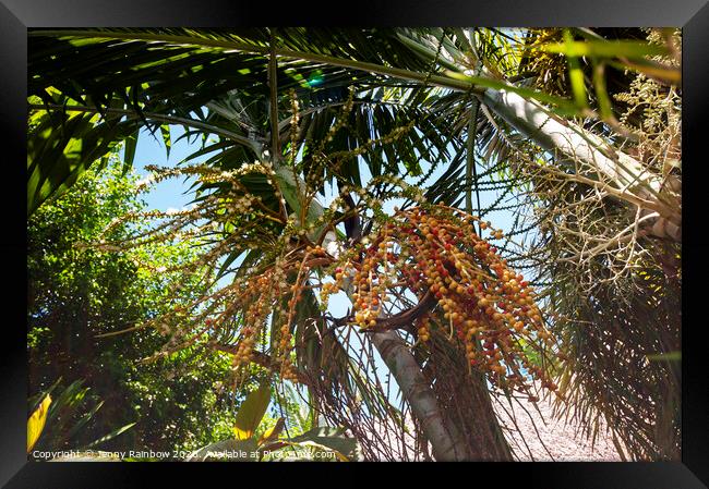 Areca Palm Fruits Framed Print by Jenny Rainbow