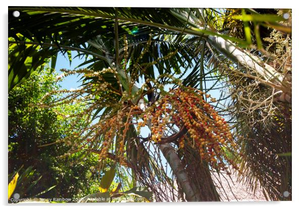 Areca Palm Fruits Acrylic by Jenny Rainbow
