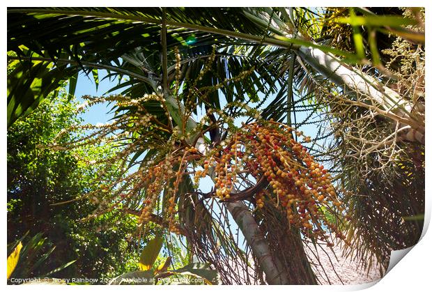 Areca Palm Fruits Print by Jenny Rainbow