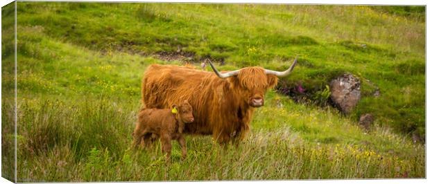 Highland Cow and her calf together in a rough, gre Canvas Print by SnapT Photography
