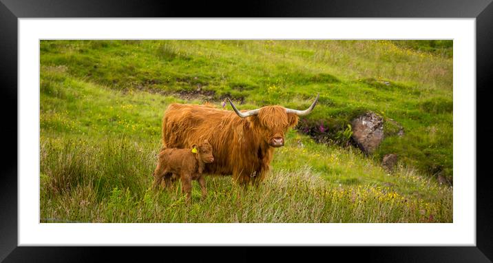 Highland Cow and her calf together in a rough, gre Framed Mounted Print by SnapT Photography