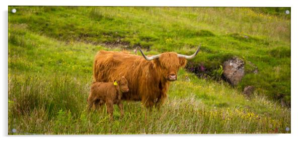 Highland Cow and her calf together in a rough, gre Acrylic by SnapT Photography