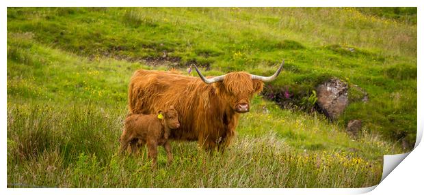 Highland Cow and her calf together in a rough, gre Print by SnapT Photography