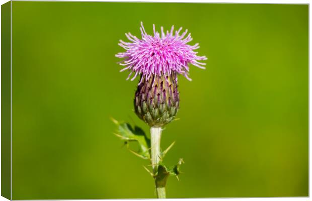 A macro photo of a Scotch thistle Canvas Print by SnapT Photography