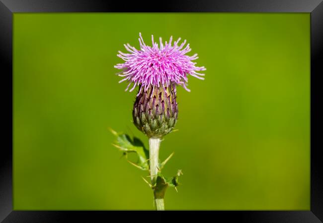 A macro photo of a Scotch thistle Framed Print by SnapT Photography