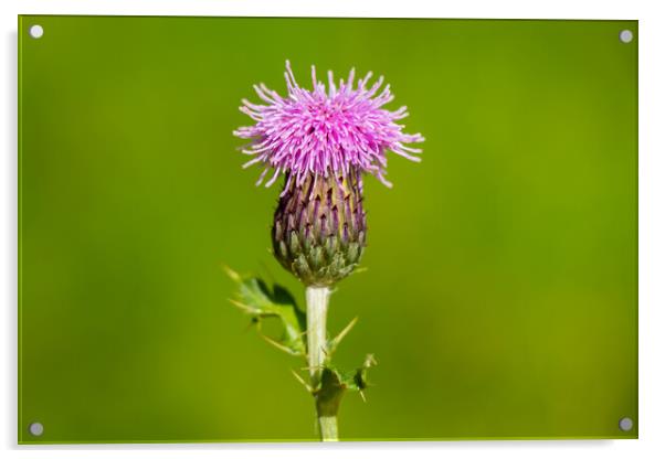 A macro photo of a Scotch thistle Acrylic by SnapT Photography