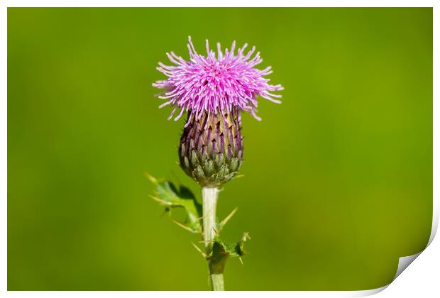 A macro photo of a Scotch thistle Print by SnapT Photography