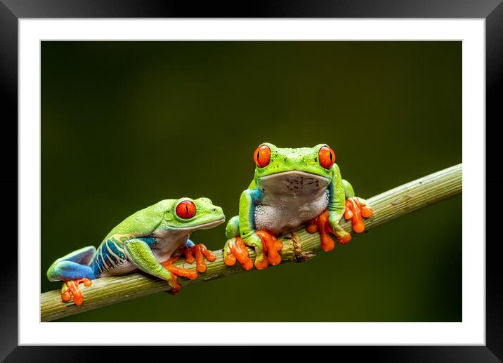 Red-eyed tree frogs Framed Mounted Print by Beata Aldridge