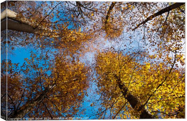 Autumn trees at forest Canvas Print by Engin Sezer