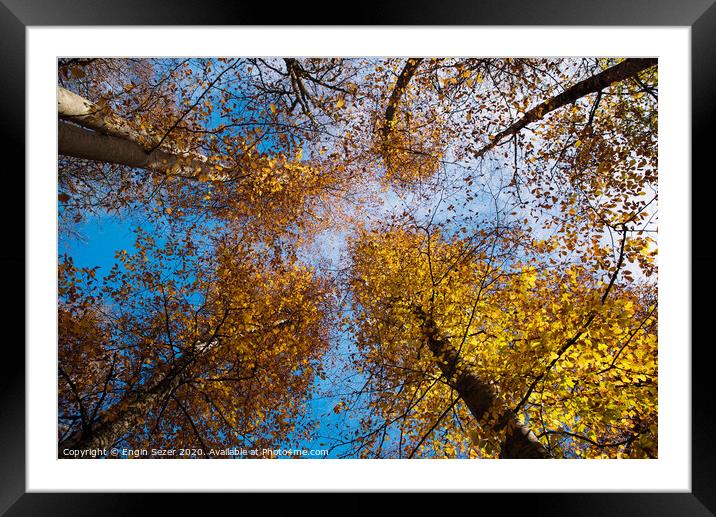 Autumn trees at forest Framed Mounted Print by Engin Sezer
