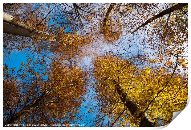 Autumn trees at forest Print by Engin Sezer