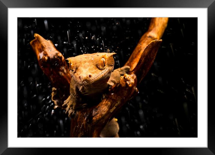 Crested gecko Framed Mounted Print by Beata Aldridge