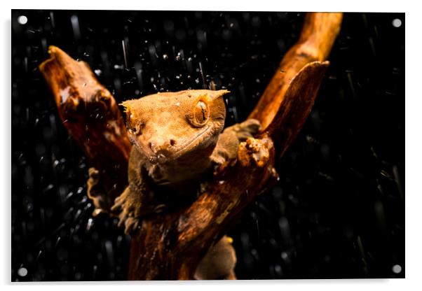 Crested gecko Acrylic by Beata Aldridge