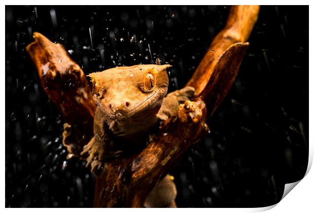 Crested gecko Print by Beata Aldridge