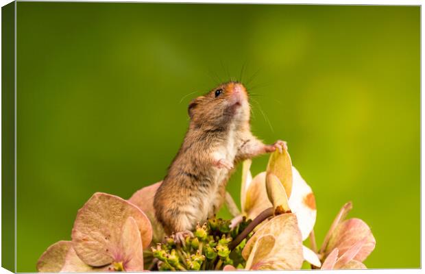 Eurasian harvest mouse (Micromys minutus) Canvas Print by Beata Aldridge