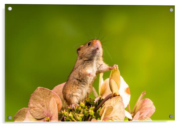 Eurasian harvest mouse (Micromys minutus) Acrylic by Beata Aldridge